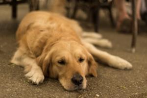 Симптомы и лечение болезней лап и суставов у собак