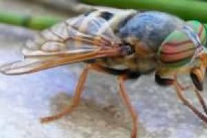 К чему снятся мелкие насекомые?